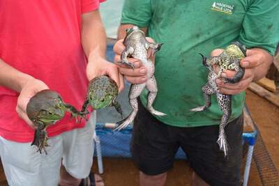 Ã‰ hoje a Feira do Peixe Vivo e da RÃ£ em Virmond 